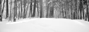 noir et blanc, black and white, arbres, foret, nature, troncs, neige, hiver, quebec
